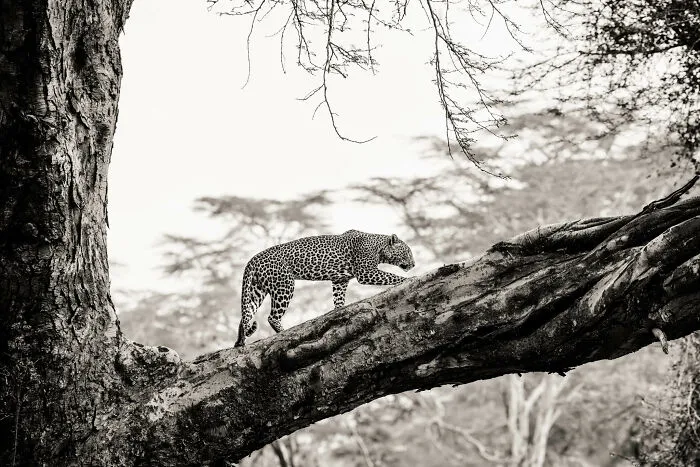 Fever Tree Leopard