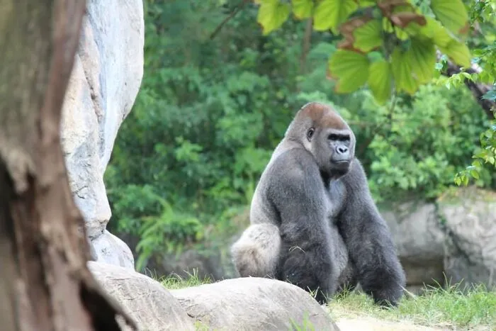 Gorilla King