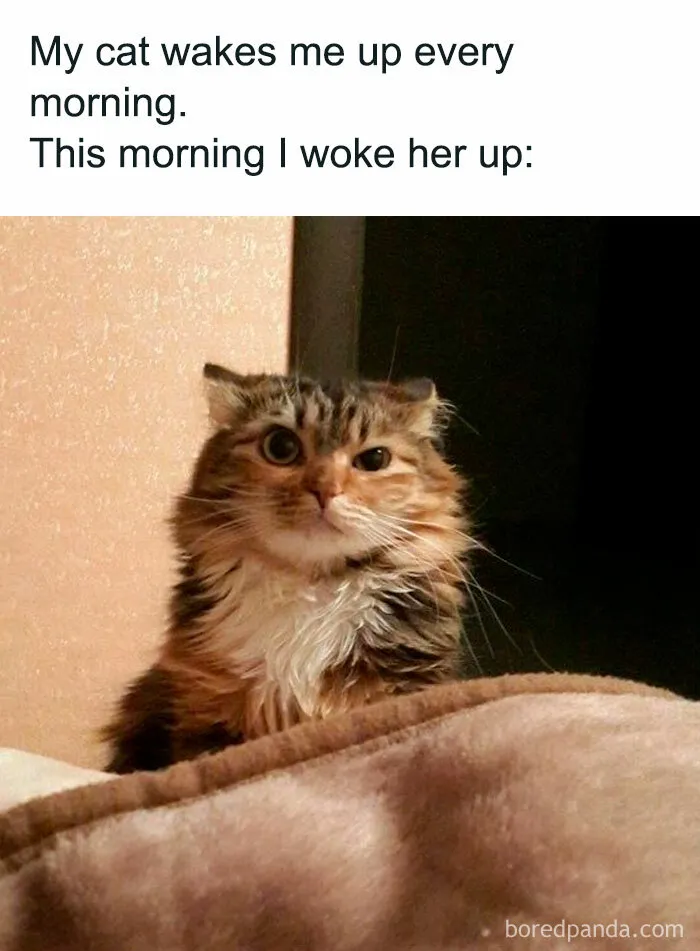 “My Cat Wakes Me Up Every Morning But Not Today”
