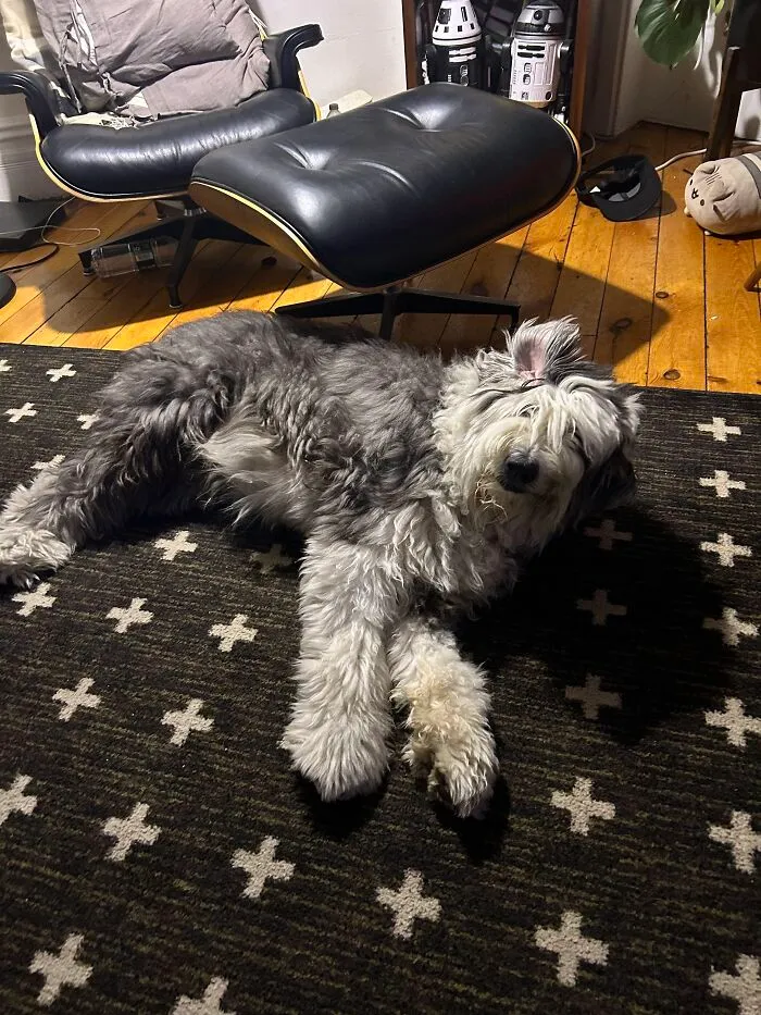 Fluffy Morty