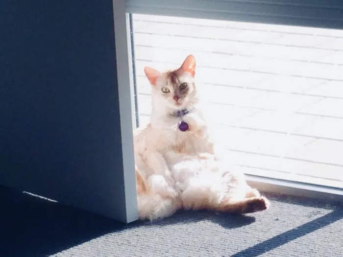 I’m Not Fat!  I’m Fluffy!… No… She’s Just Fat!