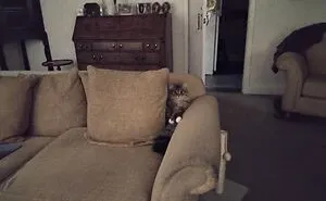 Hey Pandas, Post The Funniest Picture You Can Find Of Your Cat (Closed)