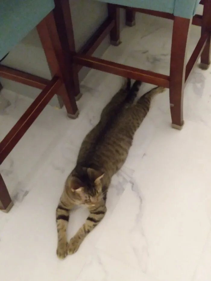 My Cat Benji Lays Like This All The Time And I Have No Idea Why 😭i Die Of Laughter Every Time I See Him Like This