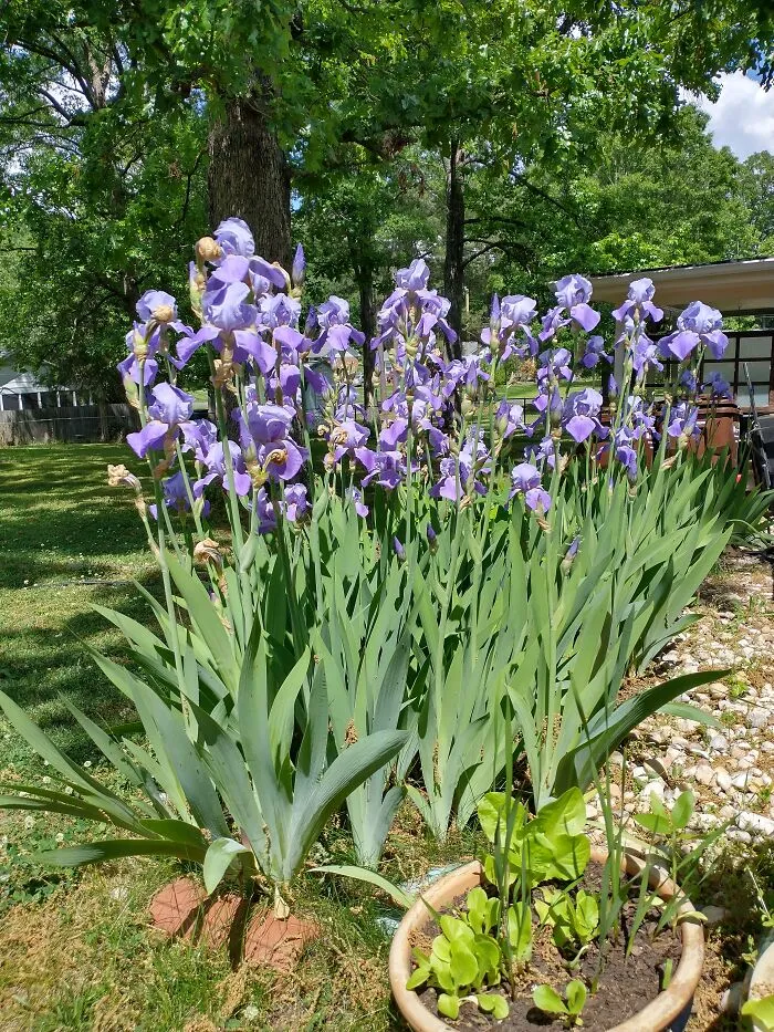 Papa's Irises