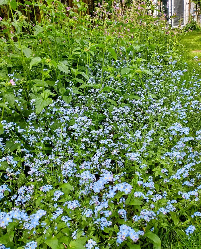 Wildflower Garden