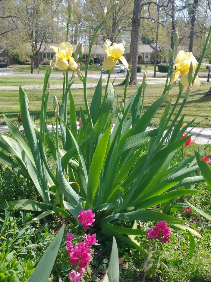 Papa's Other Irises