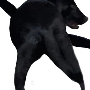 Dogs Daily