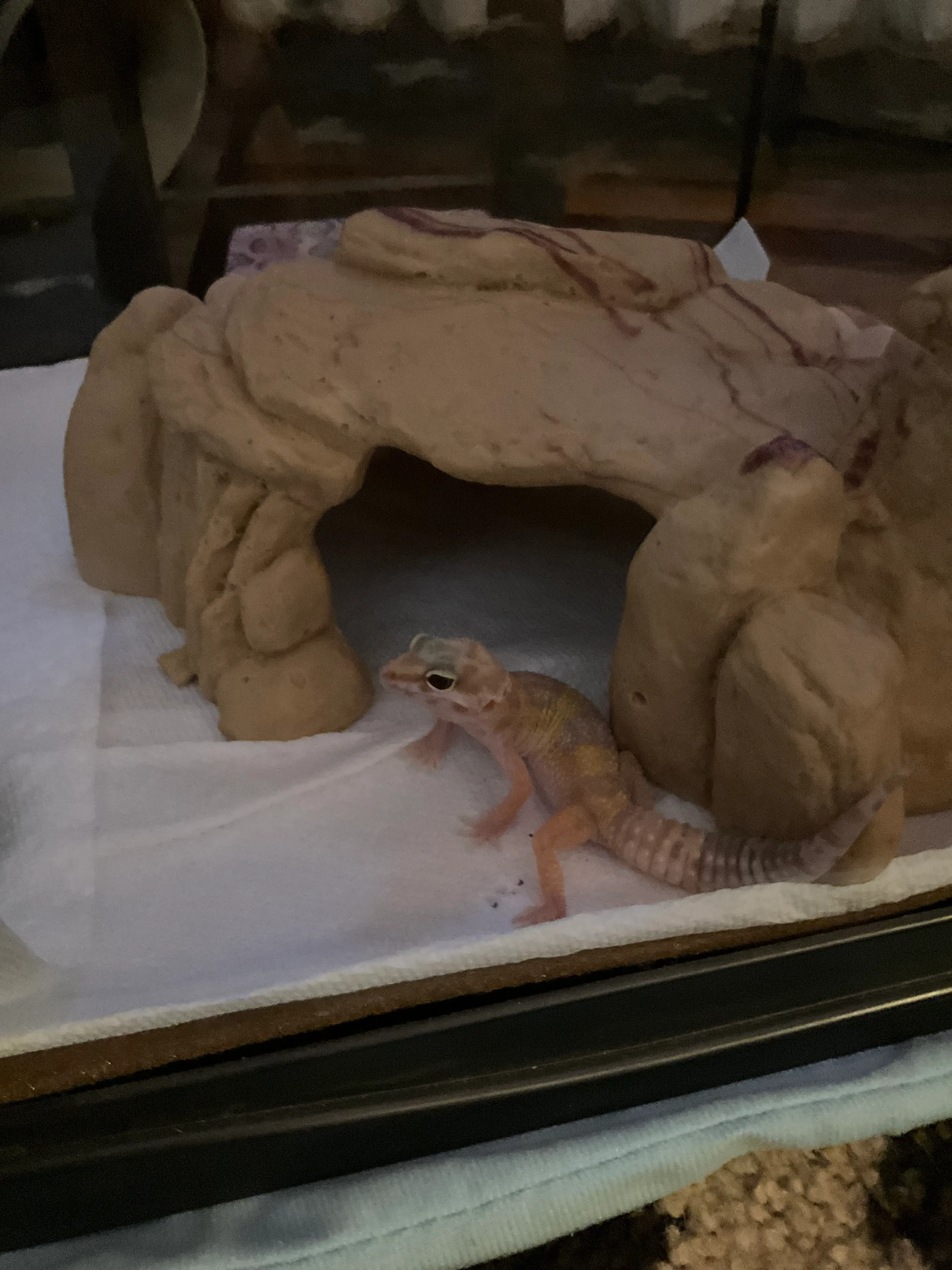 Cute Leopard  Gecko