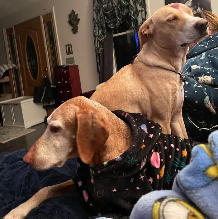 My Dog, Sif, Sits With Her Eyes Closed And Pouts When My Other Dog Sits Beside Me Instead Of Her