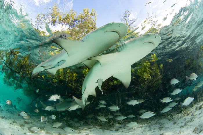 "Friends At The Edge" By Jillian Morris, Bahamas