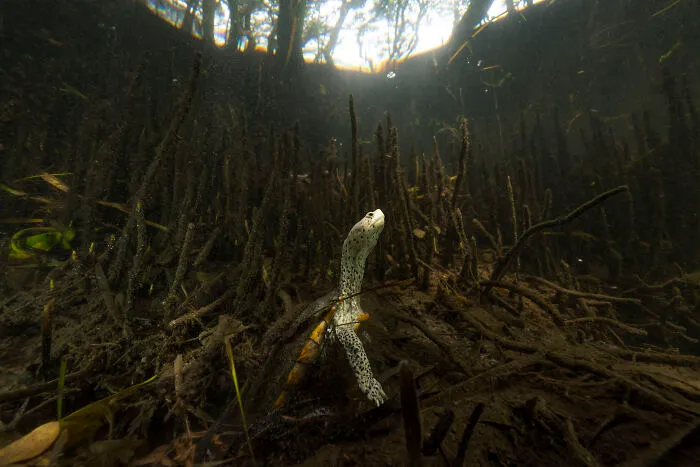 "Guardians Of The Gulf" By Nick Conzone, USA