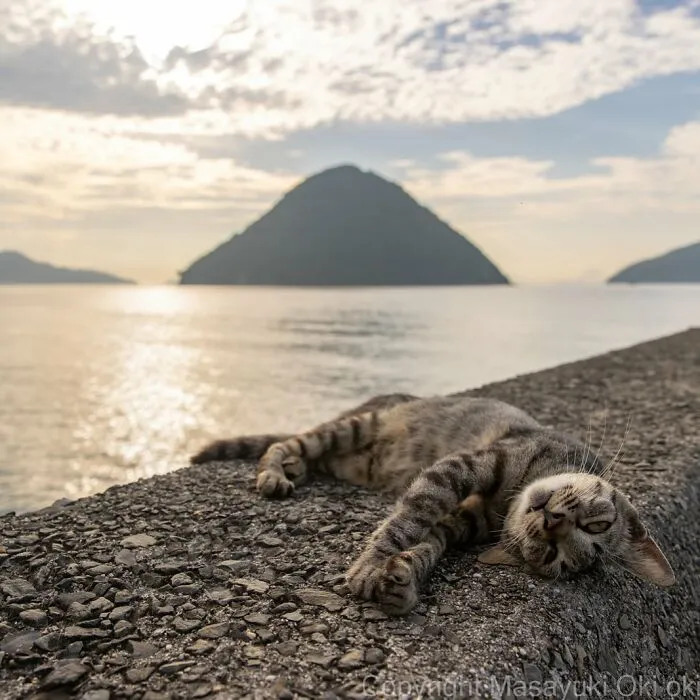 30 Entertaining Cat Pictures Captured By Masayuki Oki (New Pics)