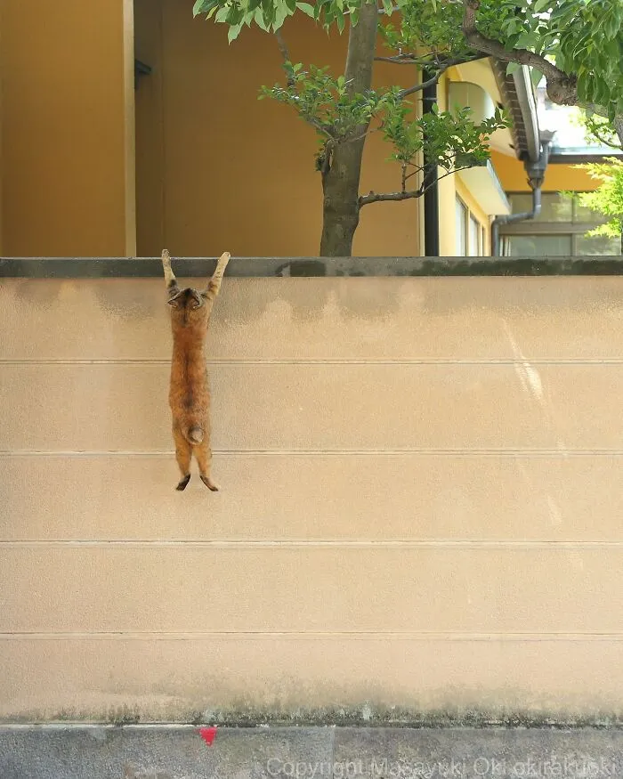 30 Entertaining Cat Pictures Captured By Masayuki Oki (New Pics)