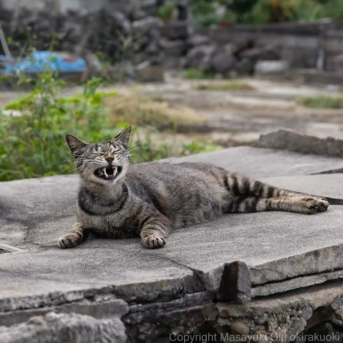 30 Entertaining Cat Pictures Captured By Masayuki Oki (New Pics)