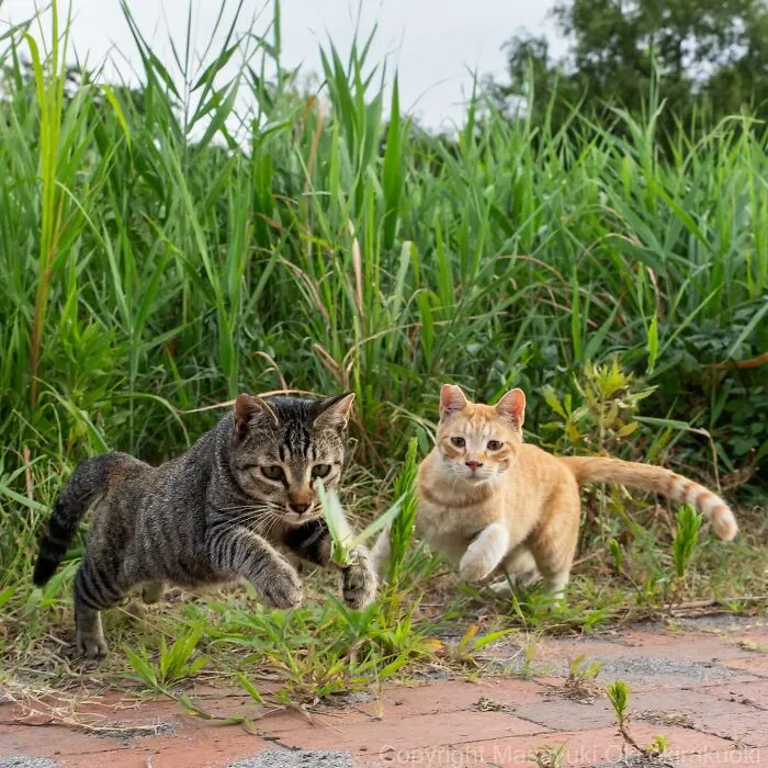 30 Entertaining Cat Pictures Captured By Masayuki Oki (New Pics)