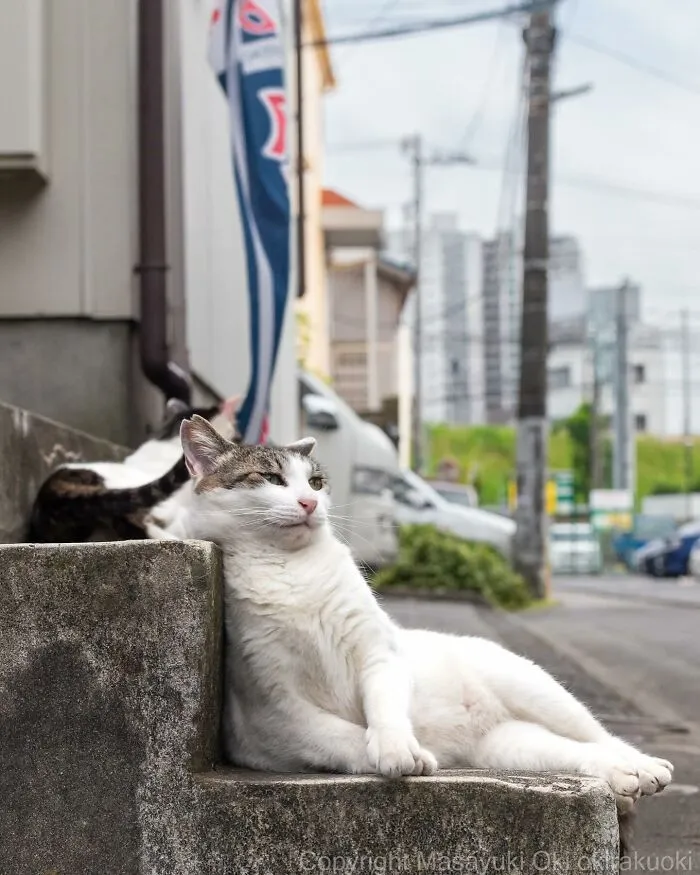 30 Entertaining Cat Pictures Captured By Masayuki Oki (New Pics)