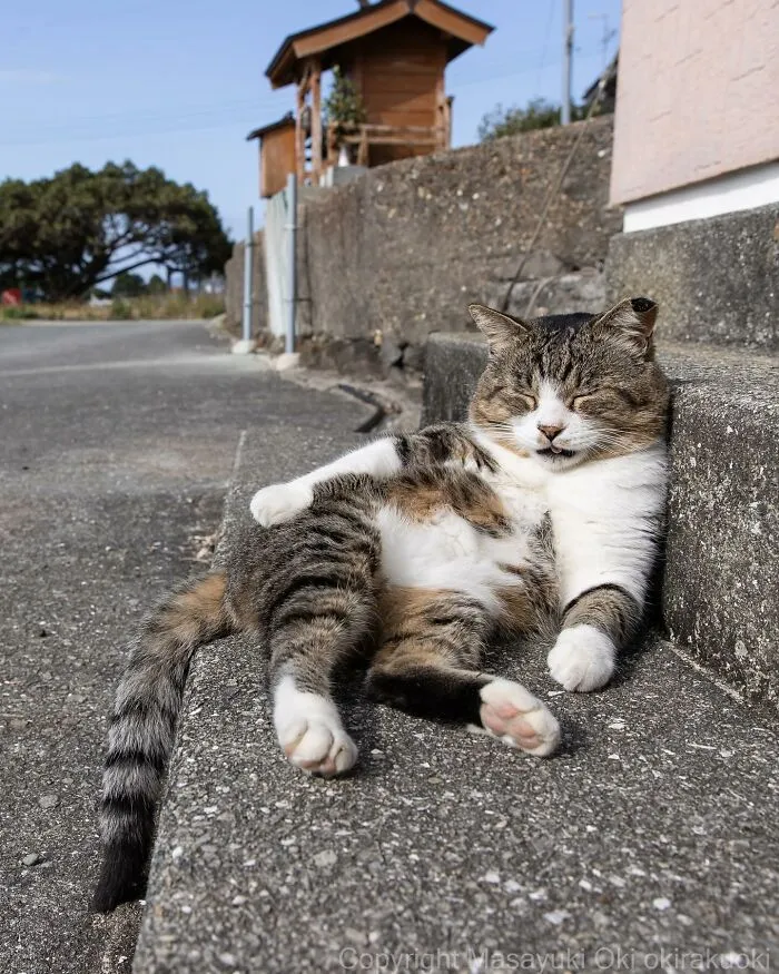 30 Entertaining Cat Pictures Captured By Masayuki Oki (New Pics)