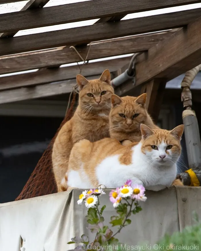 30 Entertaining Cat Pictures Captured By Masayuki Oki (New Pics)