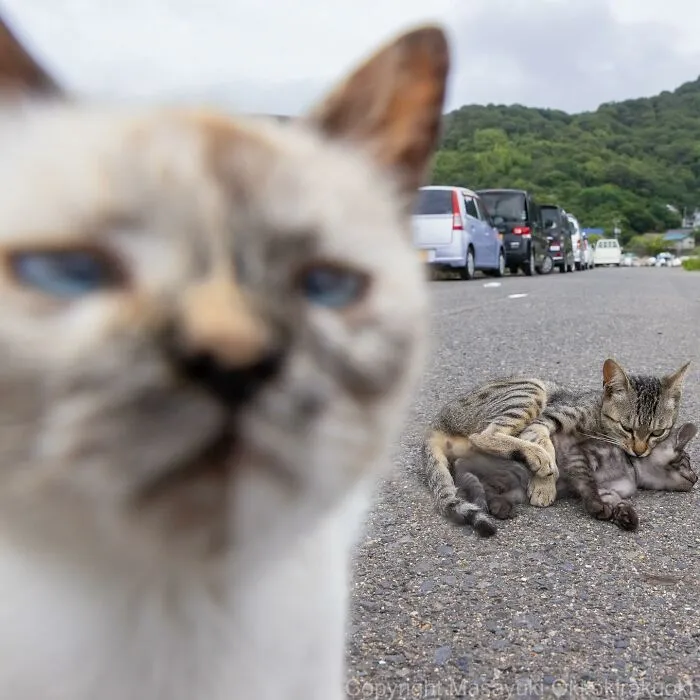 30 Entertaining Cat Pictures Captured By Masayuki Oki (New Pics)