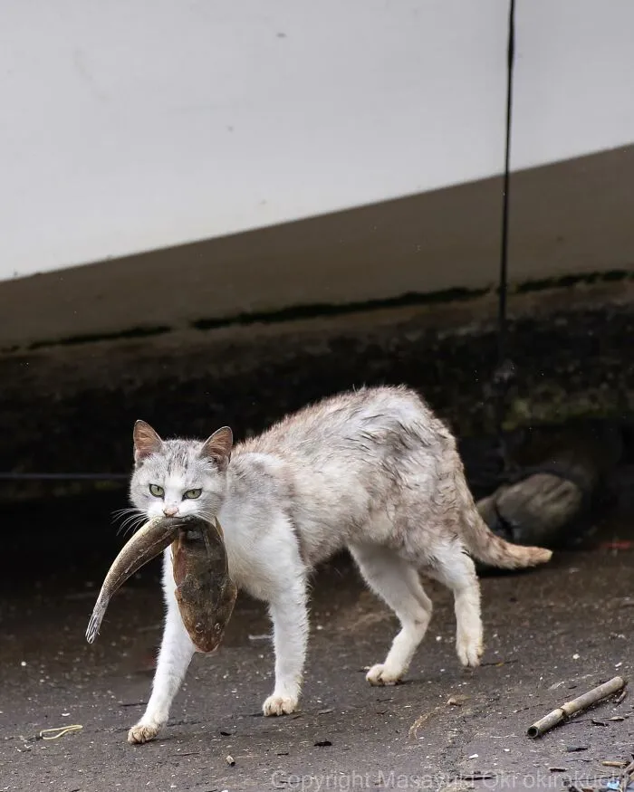 30 Entertaining Cat Pictures Captured By Masayuki Oki (New Pics)