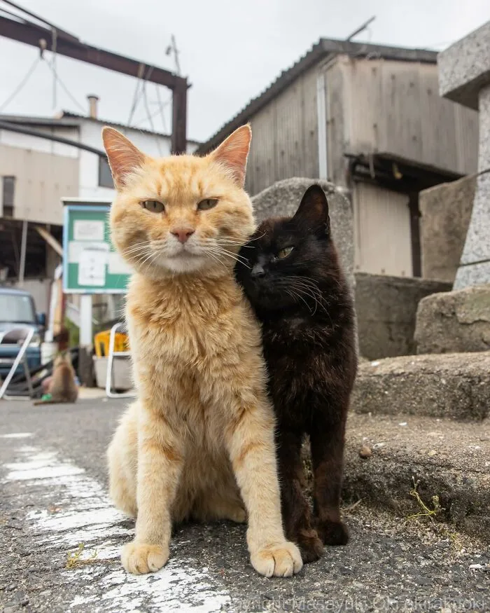 30 Entertaining Cat Pictures Captured By Masayuki Oki (New Pics)