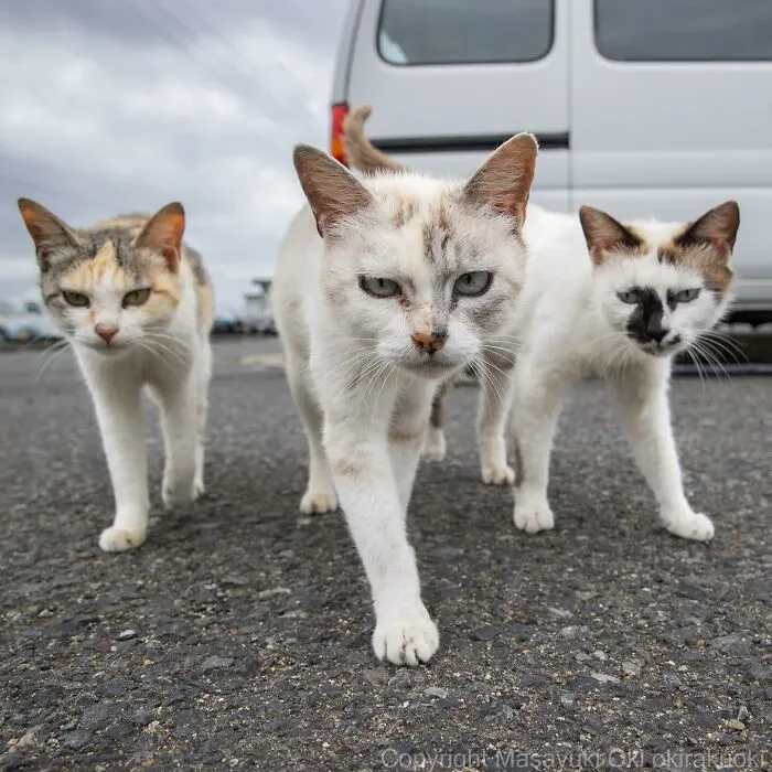 30 Entertaining Cat Pictures Captured By Masayuki Oki (New Pics)