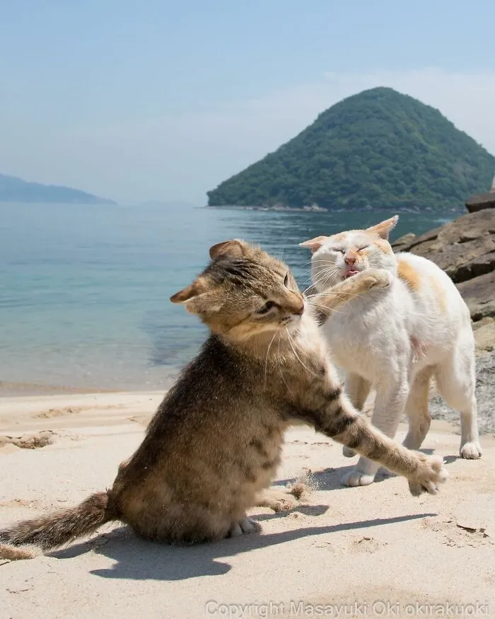 30 Entertaining Cat Pictures Captured By Masayuki Oki (New Pics)