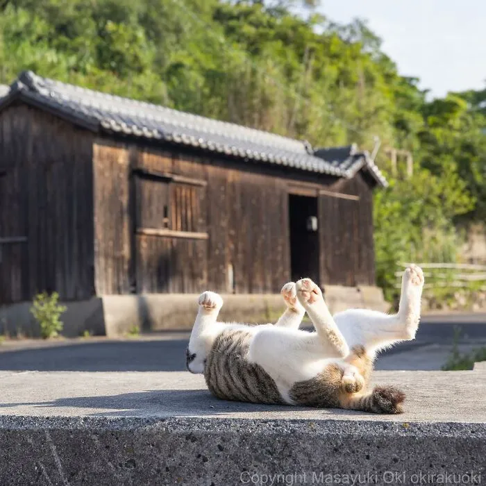 30 Entertaining Cat Pictures Captured By Masayuki Oki (New Pics)