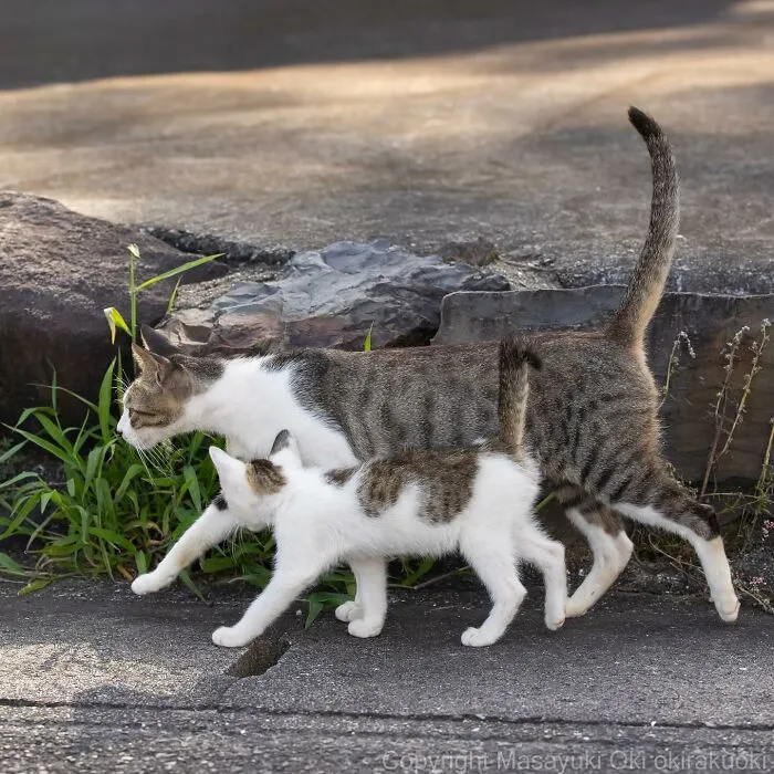 30 Entertaining Cat Pictures Captured By Masayuki Oki (New Pics)