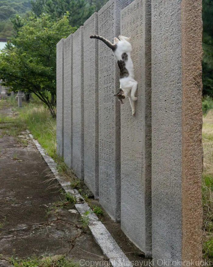 30 Entertaining Cat Pictures Captured By Masayuki Oki (New Pics)