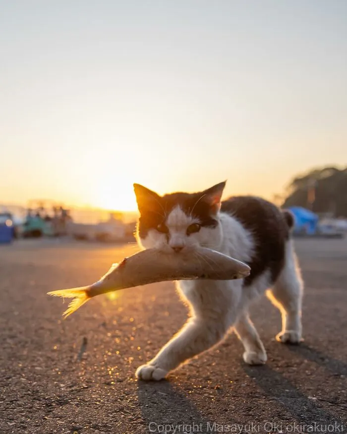 30 Entertaining Cat Pictures Captured By Masayuki Oki (New Pics)