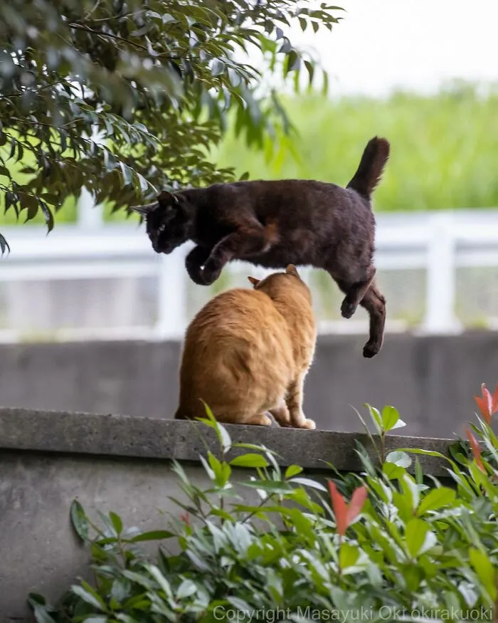 30 Entertaining Cat Pictures Captured By Masayuki Oki (New Pics)