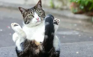30 Entertaining Cat Pictures Captured By Masayuki Oki (New Pics)