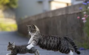30 Entertaining Cat Pictures Captured By Masayuki Oki (New Pics)