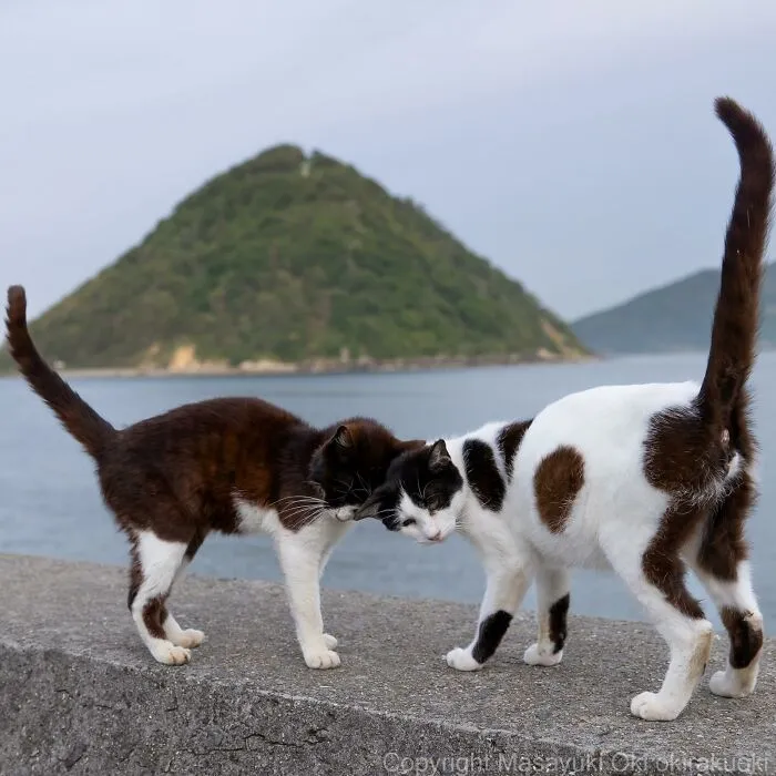 30 Entertaining Cat Pictures Captured By Masayuki Oki (New Pics)