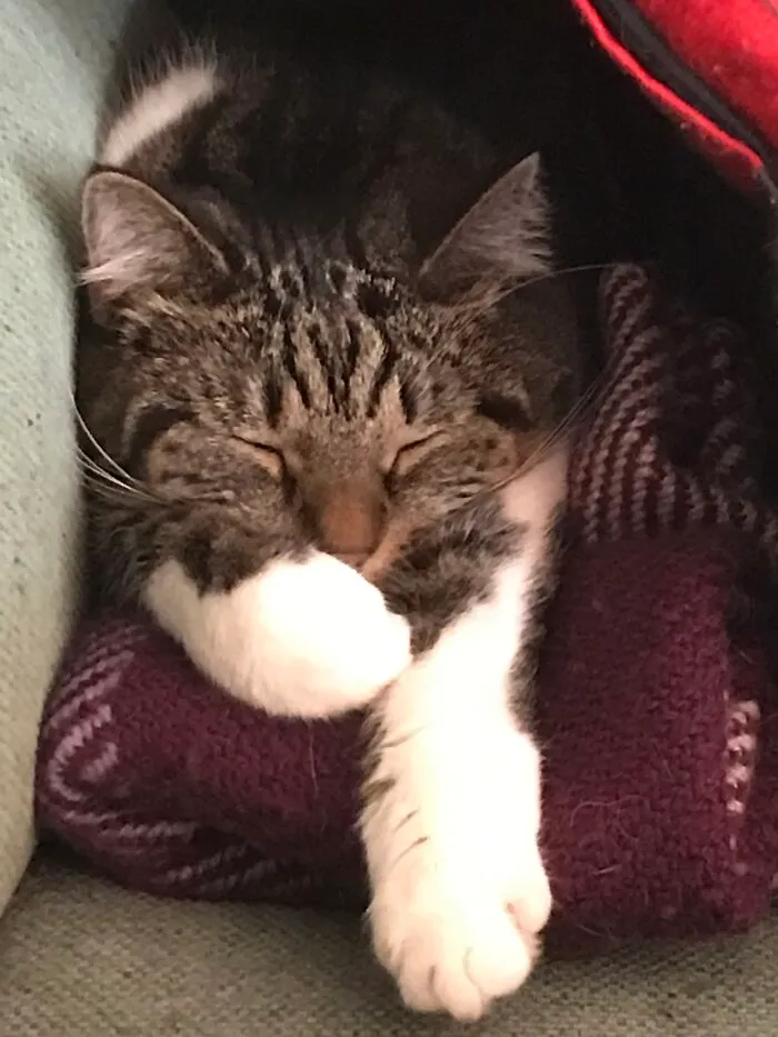 Oili The Cat Sees Funny Dreams