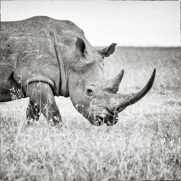 Old White Rhino Bull