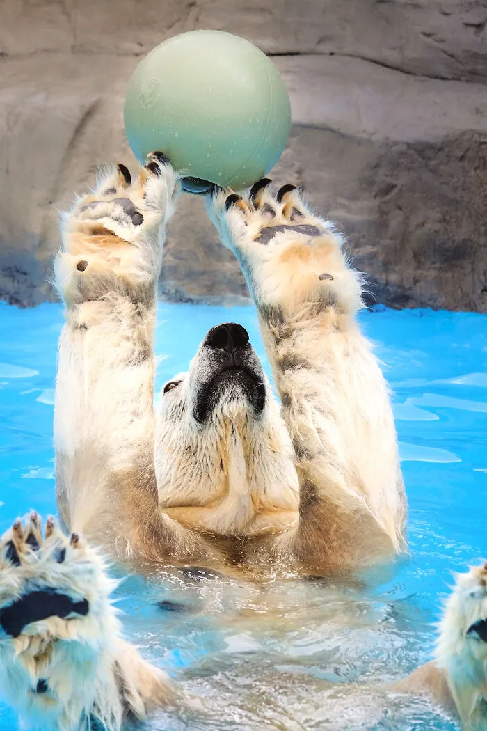 I Captured Polar Bears Playing With Water On Hot Days (11 Pics)