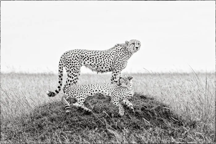Ruka & Rafiki, Cheetah Brothers