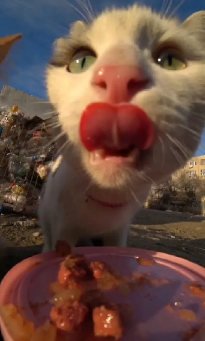 30 Times This Guy Used A Drone And Remote Control Car To Find And Feed Stray Cats