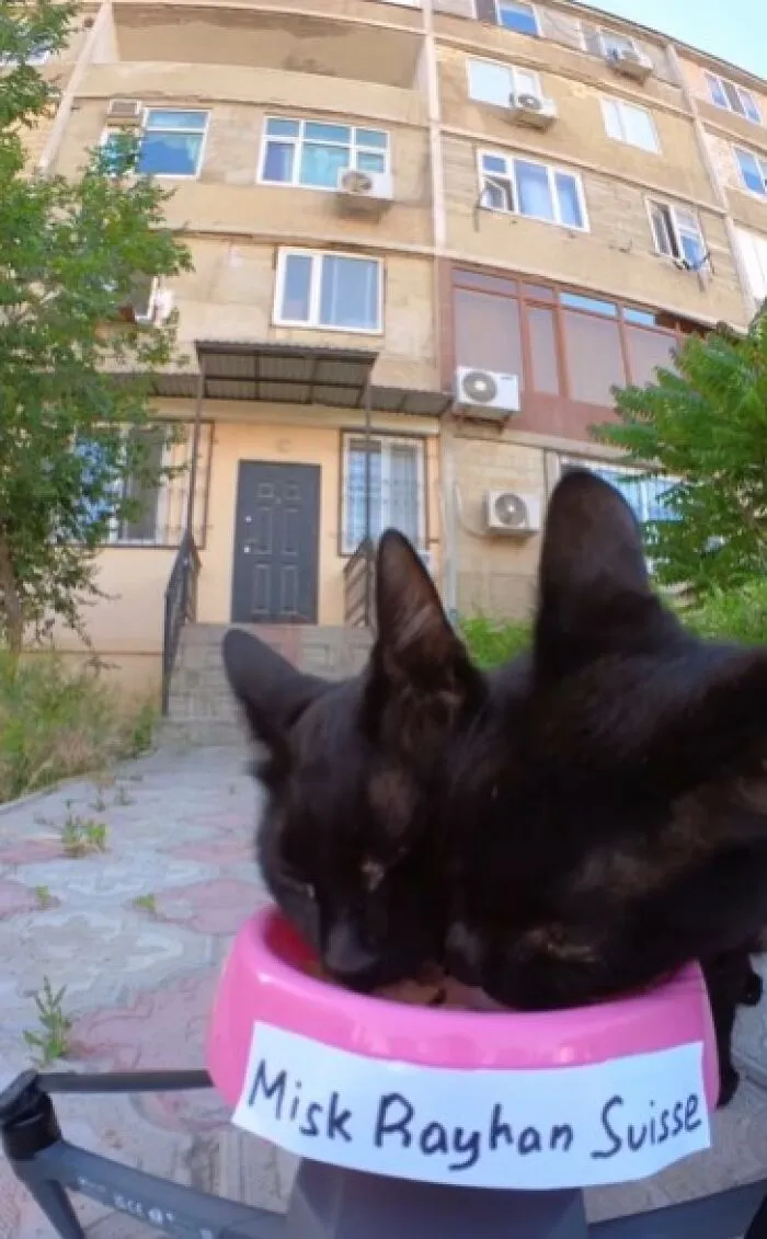 30 Times This Guy Used A Drone And Remote Control Car To Find And Feed Stray Cats