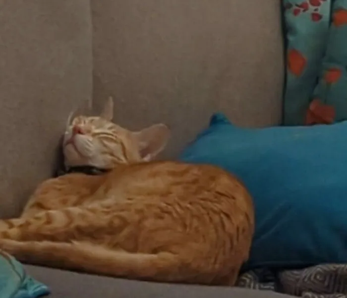 My Cat Ollie's Most 'Comfy' Way To Sleep 🤦‍♂️