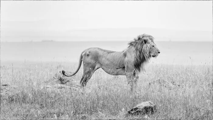 Serengeti Boy