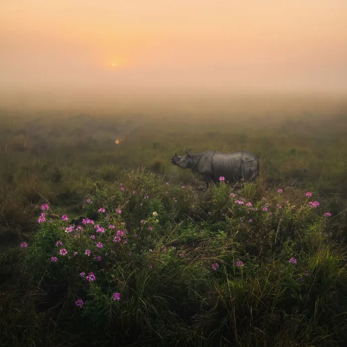 “Rhinoceros Unicornis” By Himadri Bhuyan
