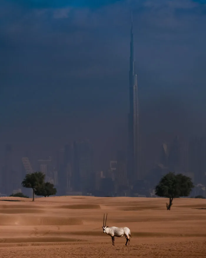 “Worlds Apart” By Dileep Ss