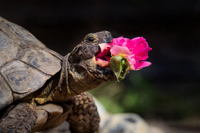 All Other Creatures Category Winner: "The New Rose" By Jonathan Casey