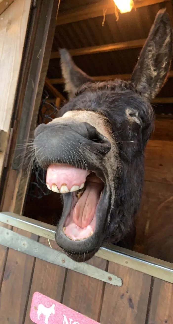 Junior Category Winner: "Tired Donkey" By Charlotte Kitchen