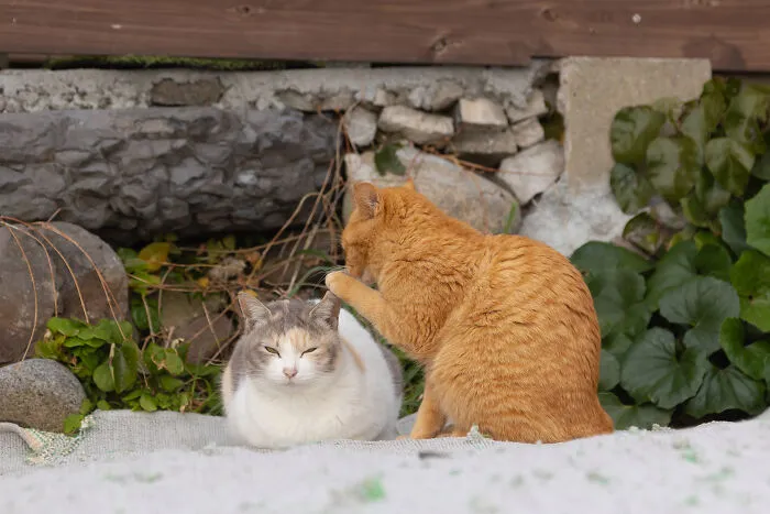 Highly Commended Winner: "You Didn't Hear This From Me" By Kenichi Morinaga