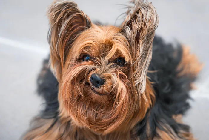 Highly Commended Winner: "Grumpy Dog" By Luiza Ribeiro