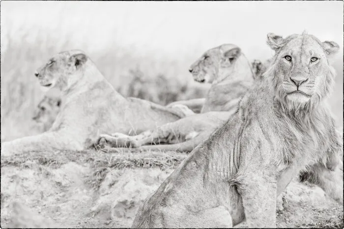 The Stare, Lion Pride